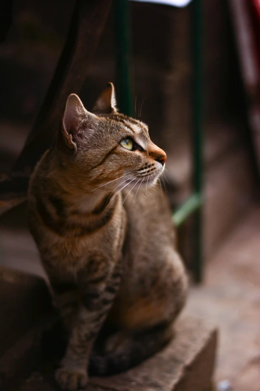 a cat is sitting next to an iron bar