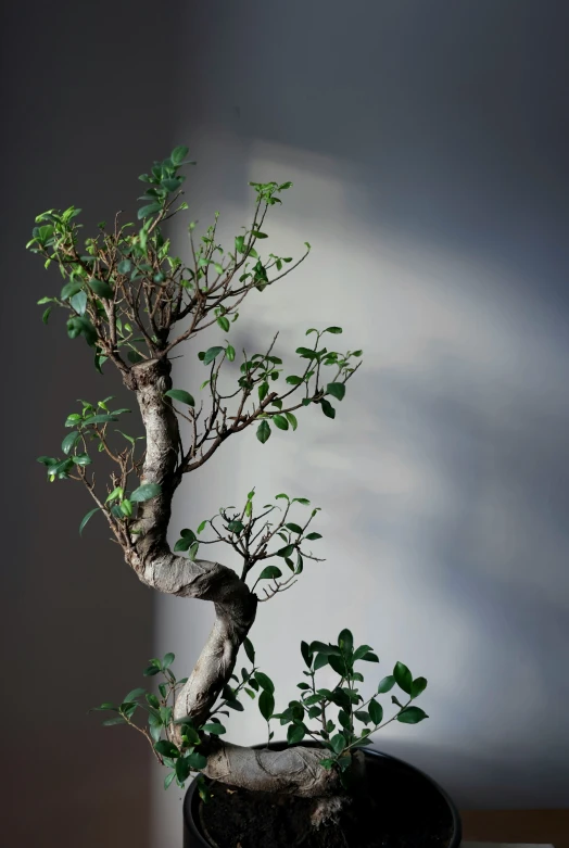 this is a bonsai tree in a potted plant