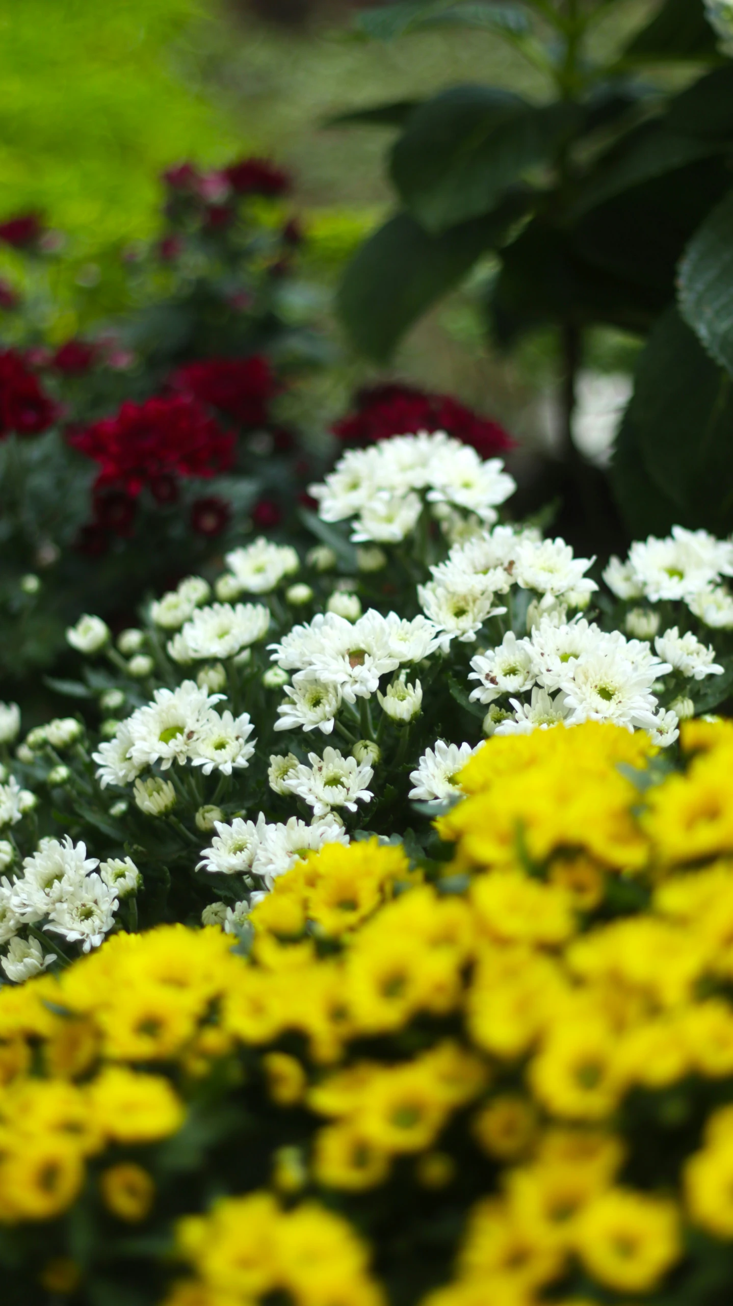 a bunch of flowers that are in the grass