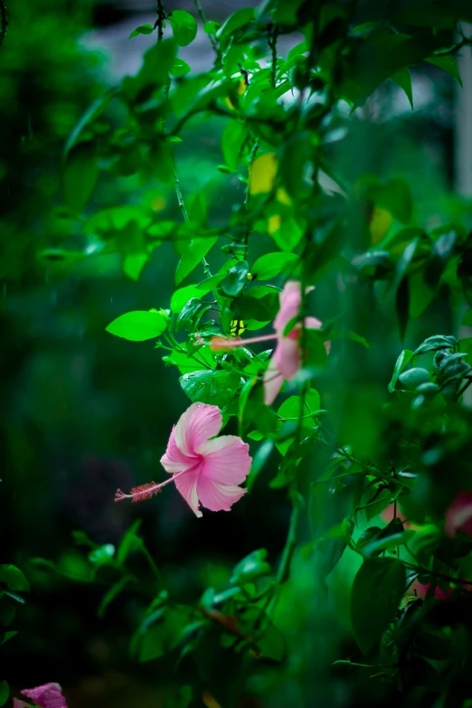 a pink flower that is growing on a plant