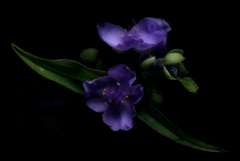 purple flowers with green leaves and stems