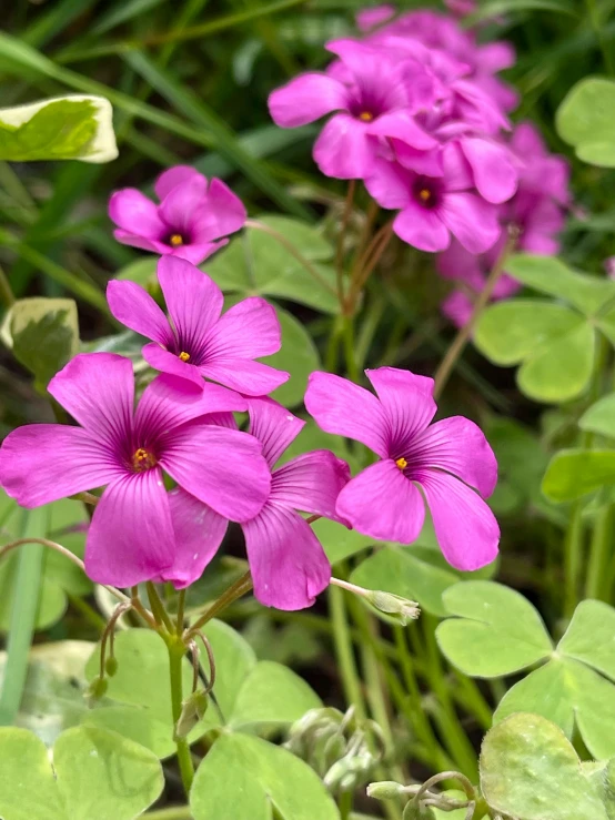 a picture of flowers in a pot with water leaves