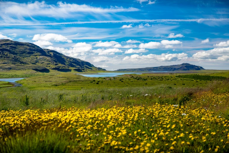 yellow flowers are growing in the foreground of a large green valley