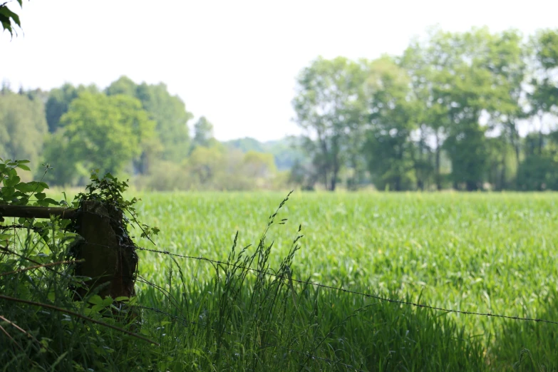 a field with trees and bushes in the background