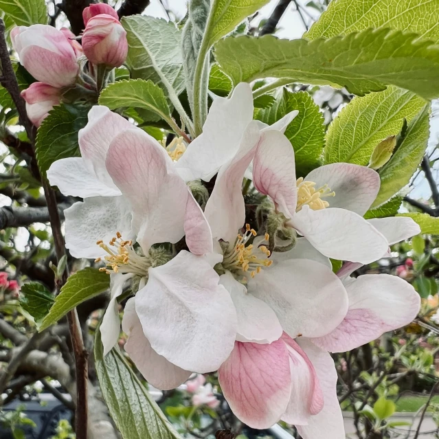 some very pretty pink flowers on a tree