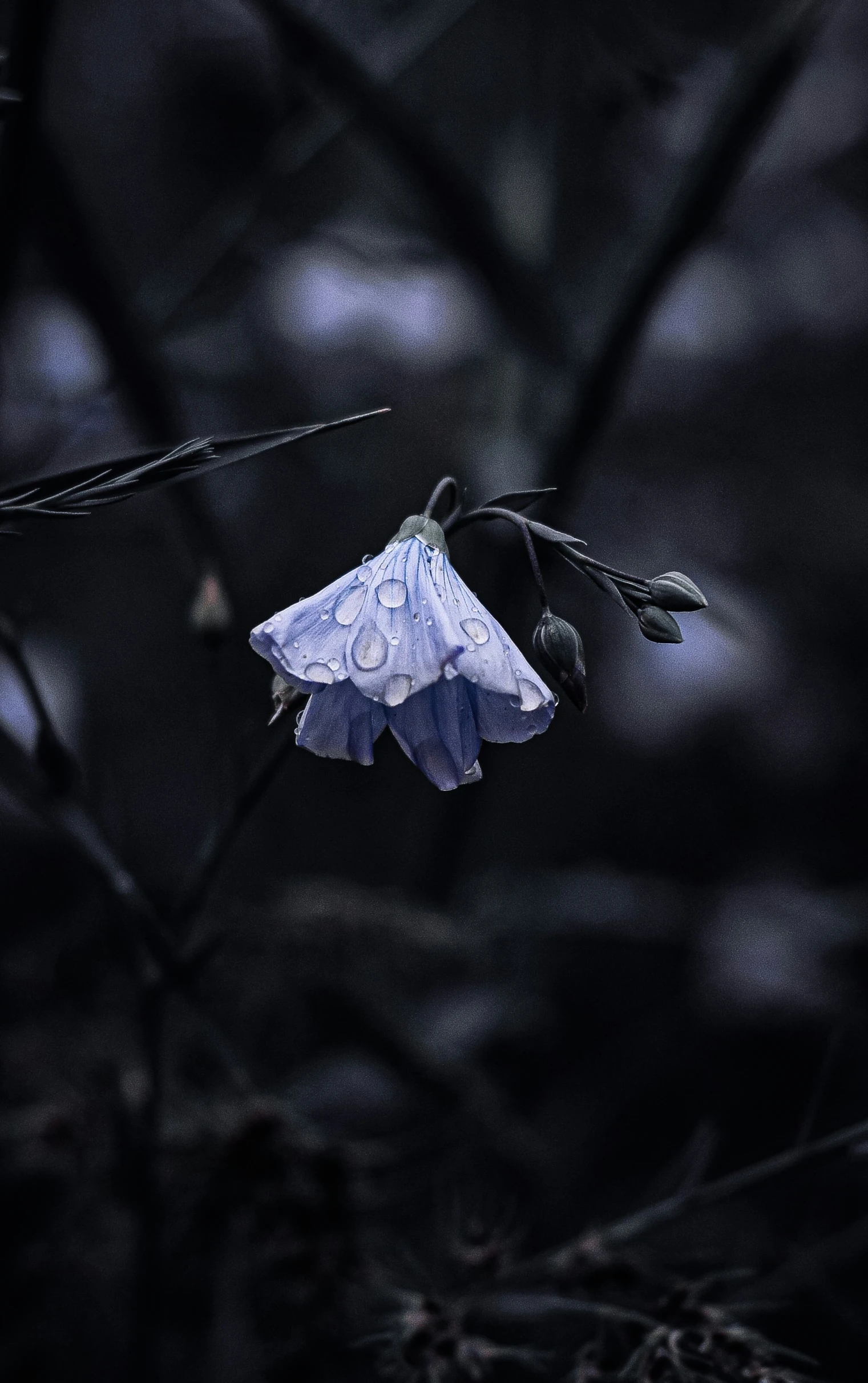 an image of a moth that is on a twig