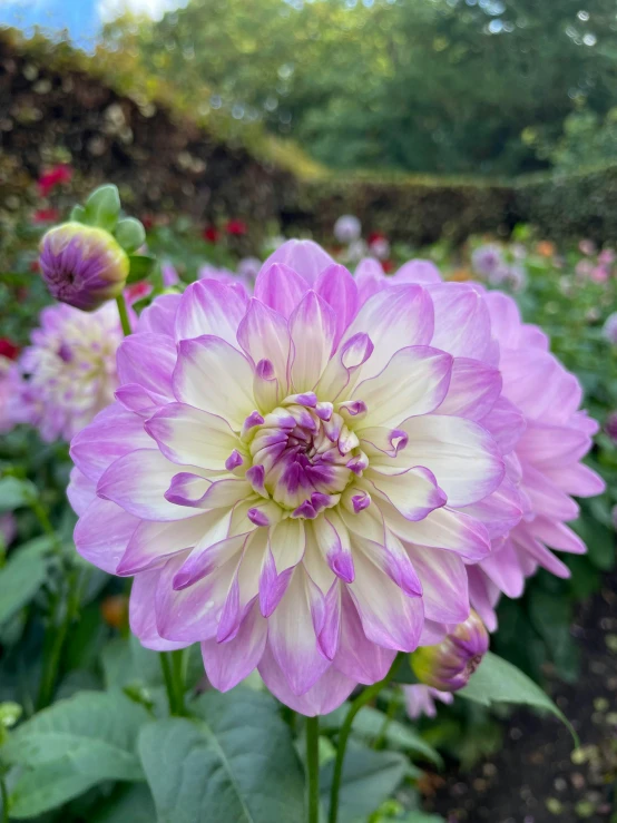 large pink flower in a field of flowers