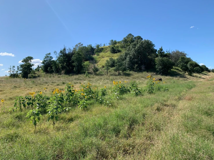 a dirt path with a sunflower patch and trees behind it