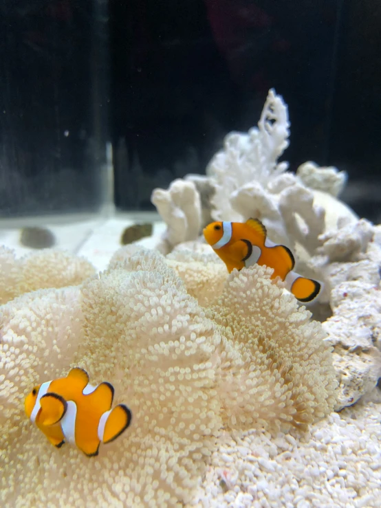 two clowns swim in an aquarium surrounded by white coral