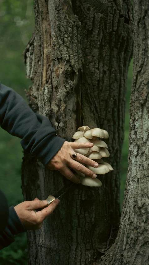 the person is  the mushrooms off the tree