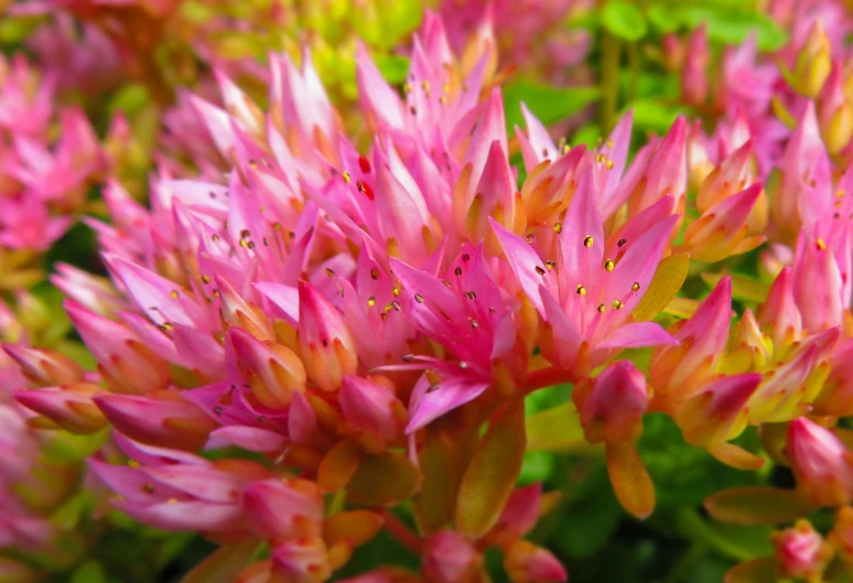 pink and yellow flowers with green leaves in the background