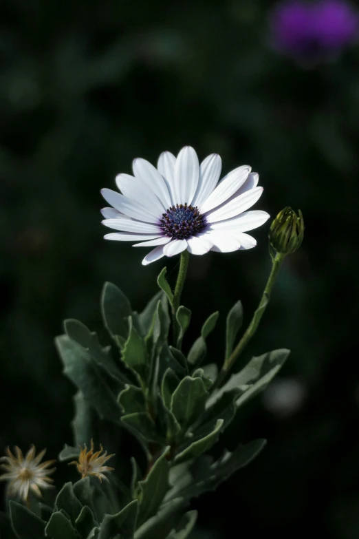 this is a white flower with purple flowers