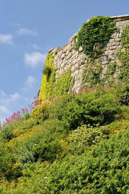 plants and flowers are growing on the top of a hill