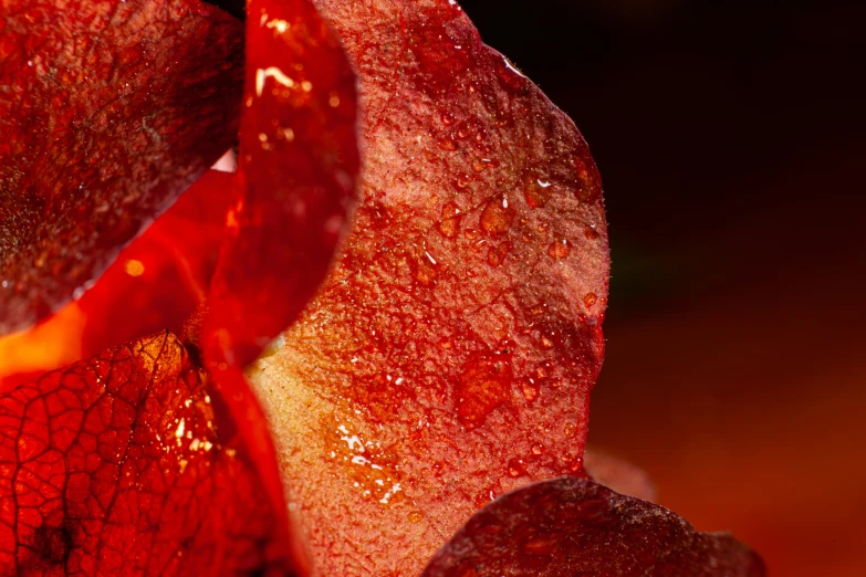 the center part of a red flower with water drops