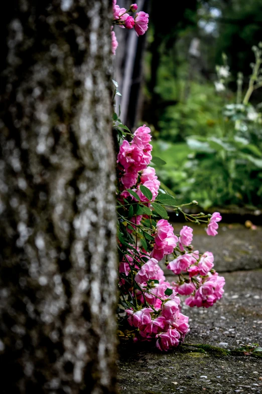 pink flowers grow in between a tree