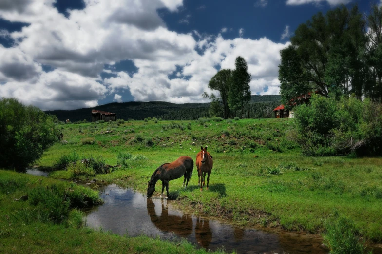 the two horses are eating grass by the pond