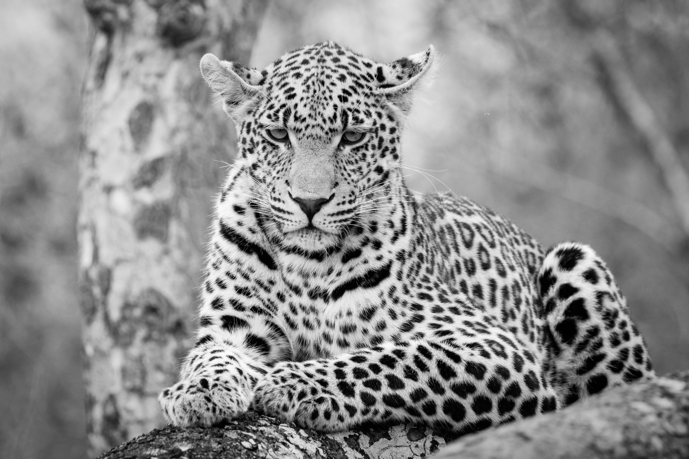 a black and white po of a leopard resting on a rock