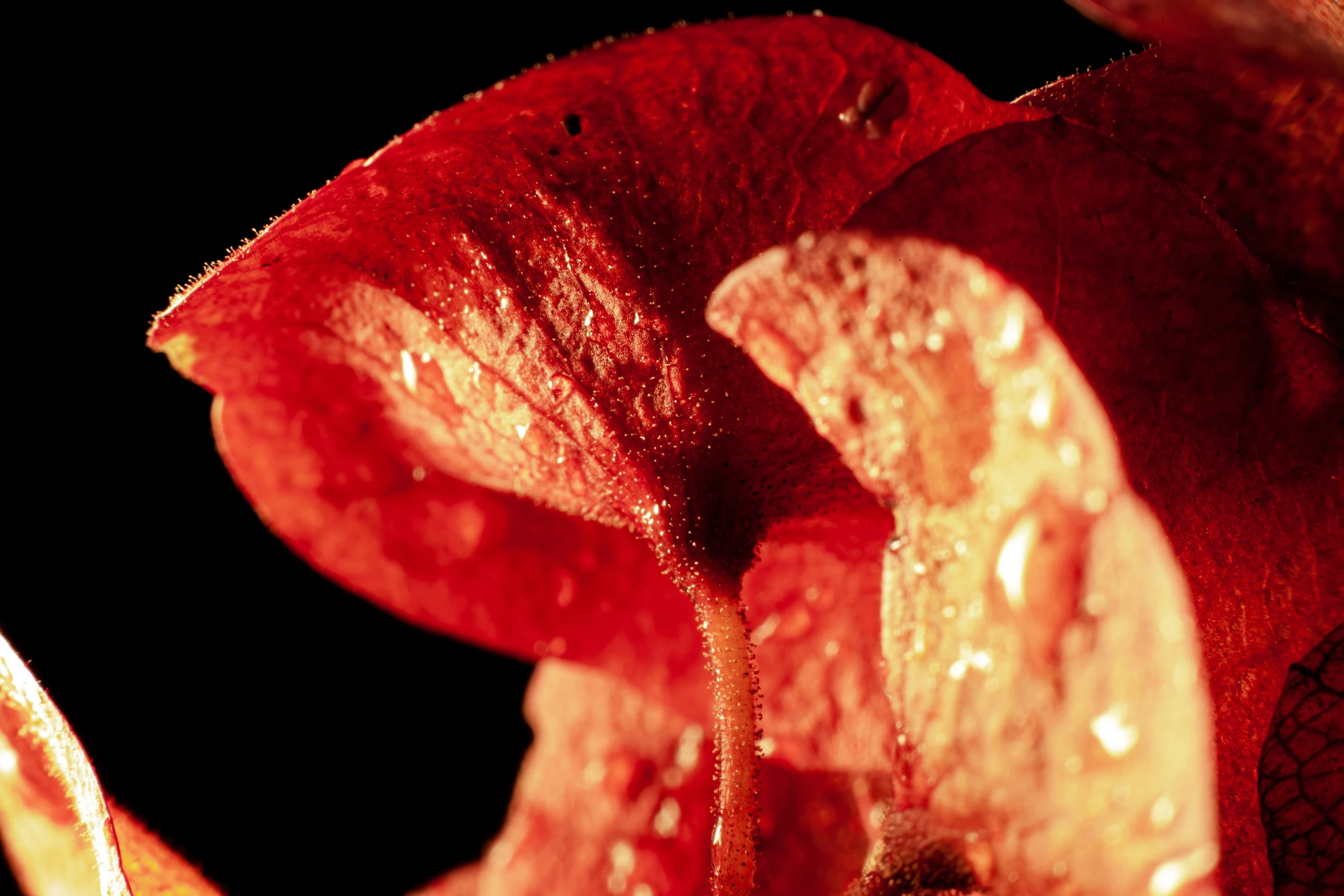 close up image of an orange fruit with water droplets on the petals