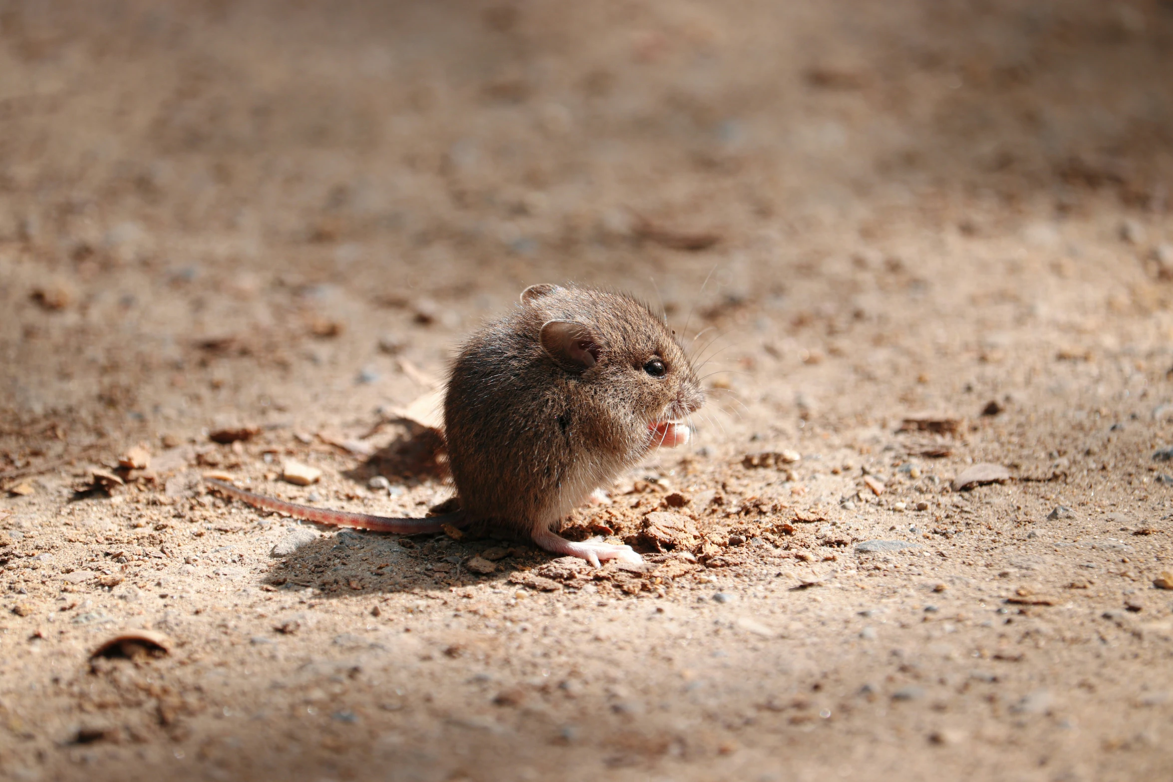 small rodent standing on the ground with other rodent nearby