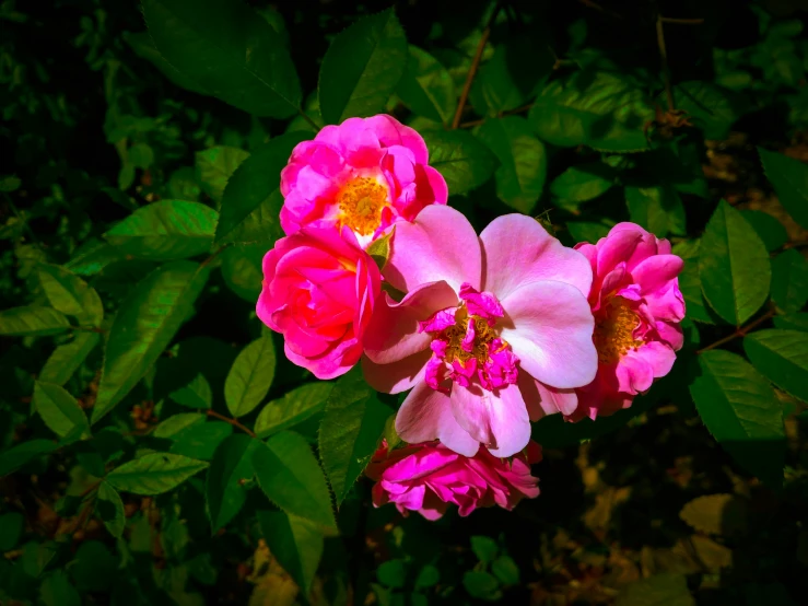 two pink roses on top of some green leaves