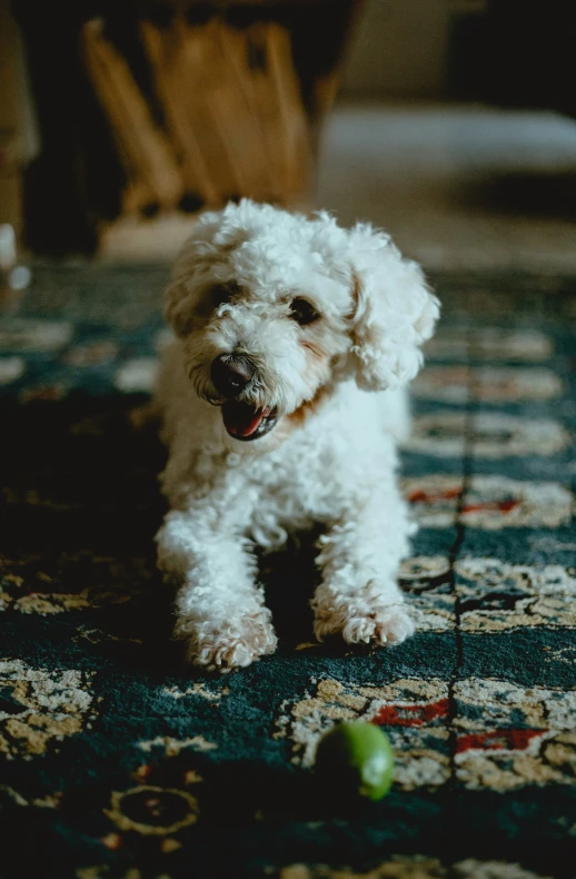 a small white puppy sitting on the floor