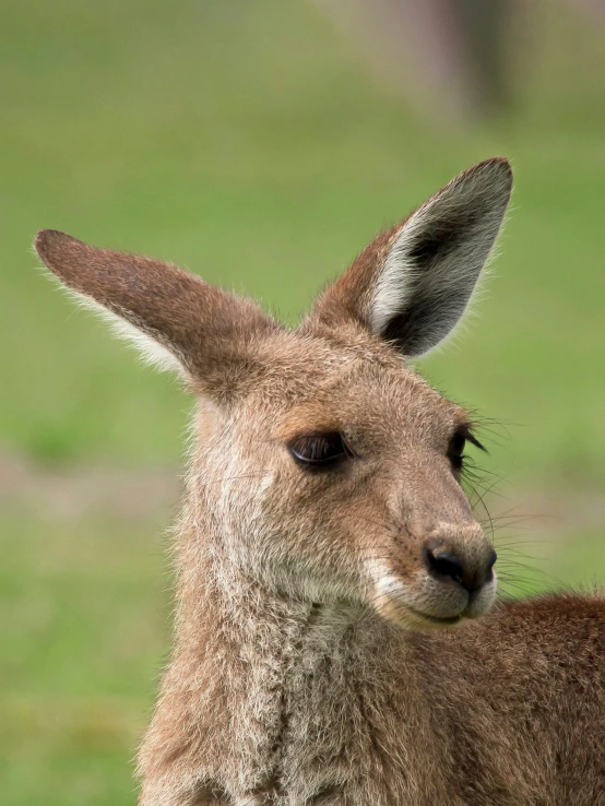 the head and shoulders of a kangaroo in front of a grassy field