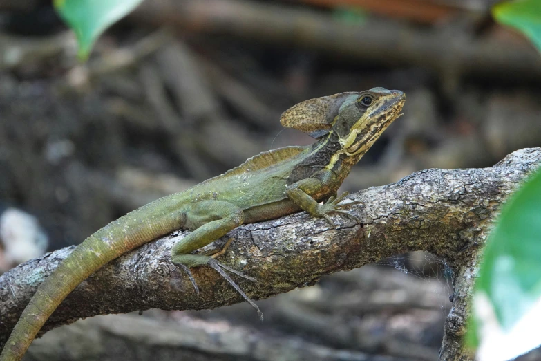 a lizard sitting on a tree limb