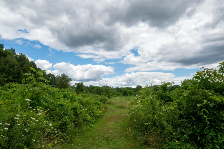 an open road surrounded by bushes and flowers