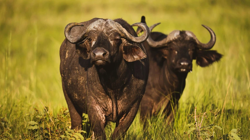 two black and white cows in grass next to each other