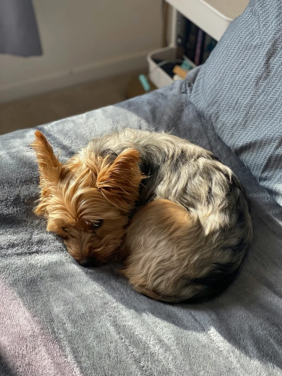 small brown and black dog lying on top of gray cloth