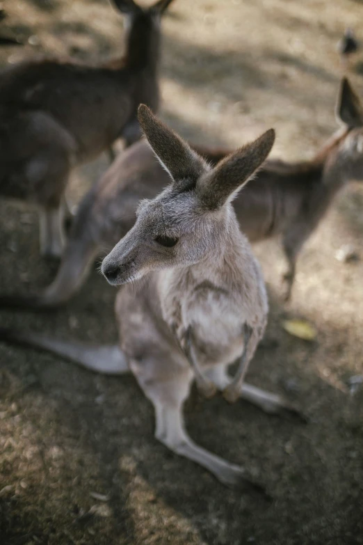 an animal with horns sitting on the ground