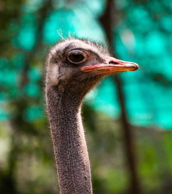 an emu with a long head and black neck, looks to the side