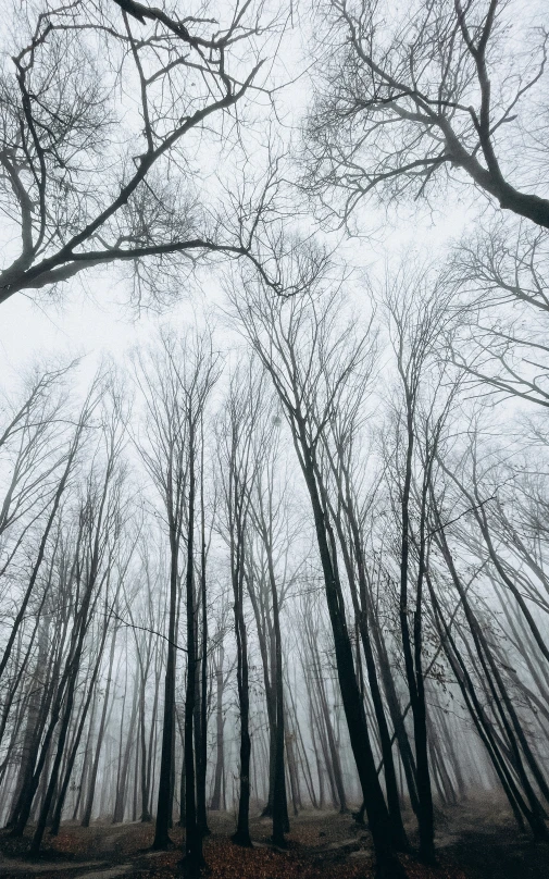 the woods with very tall trees and a few brown leaves