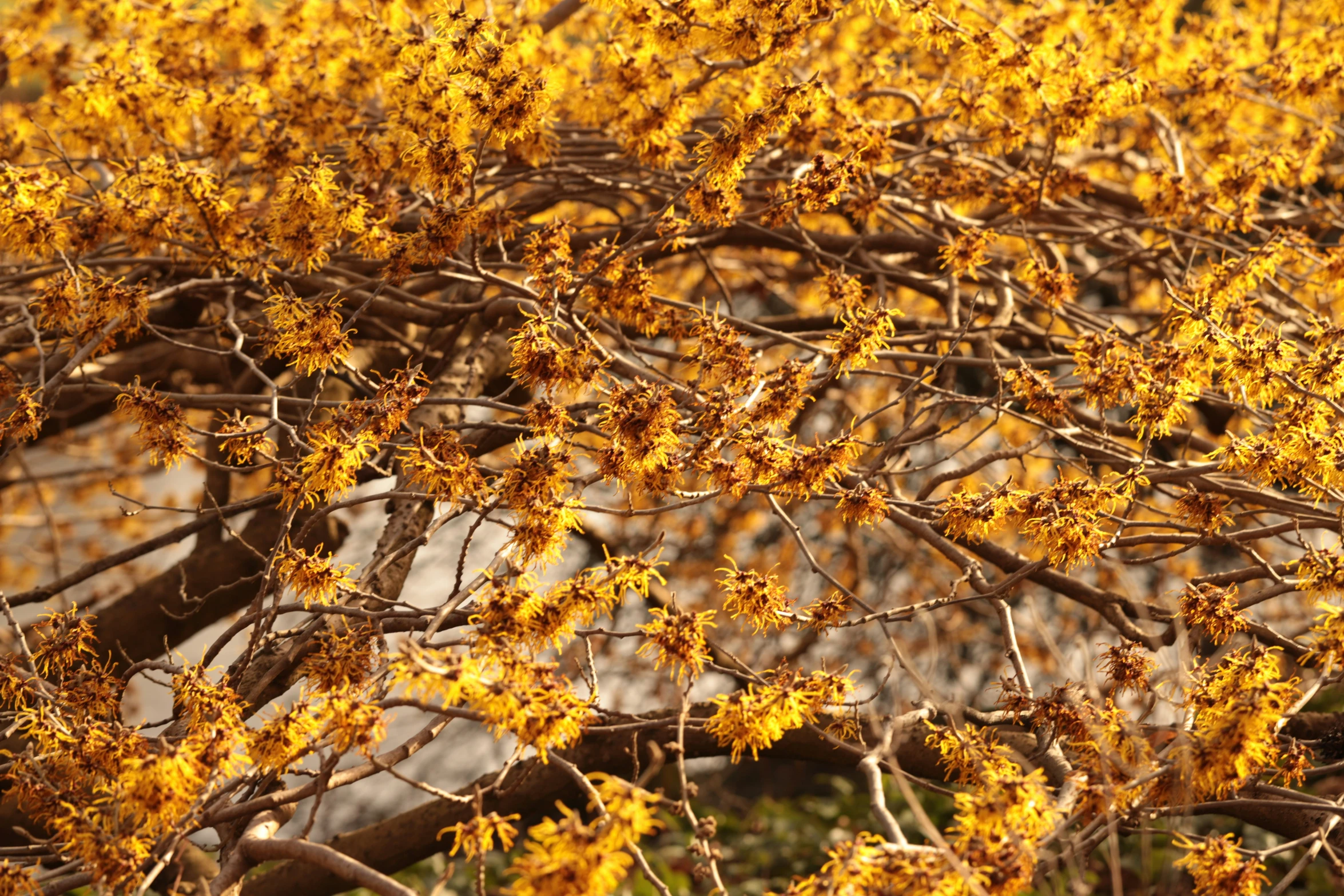 a bunch of flowers are in bloom next to a tree