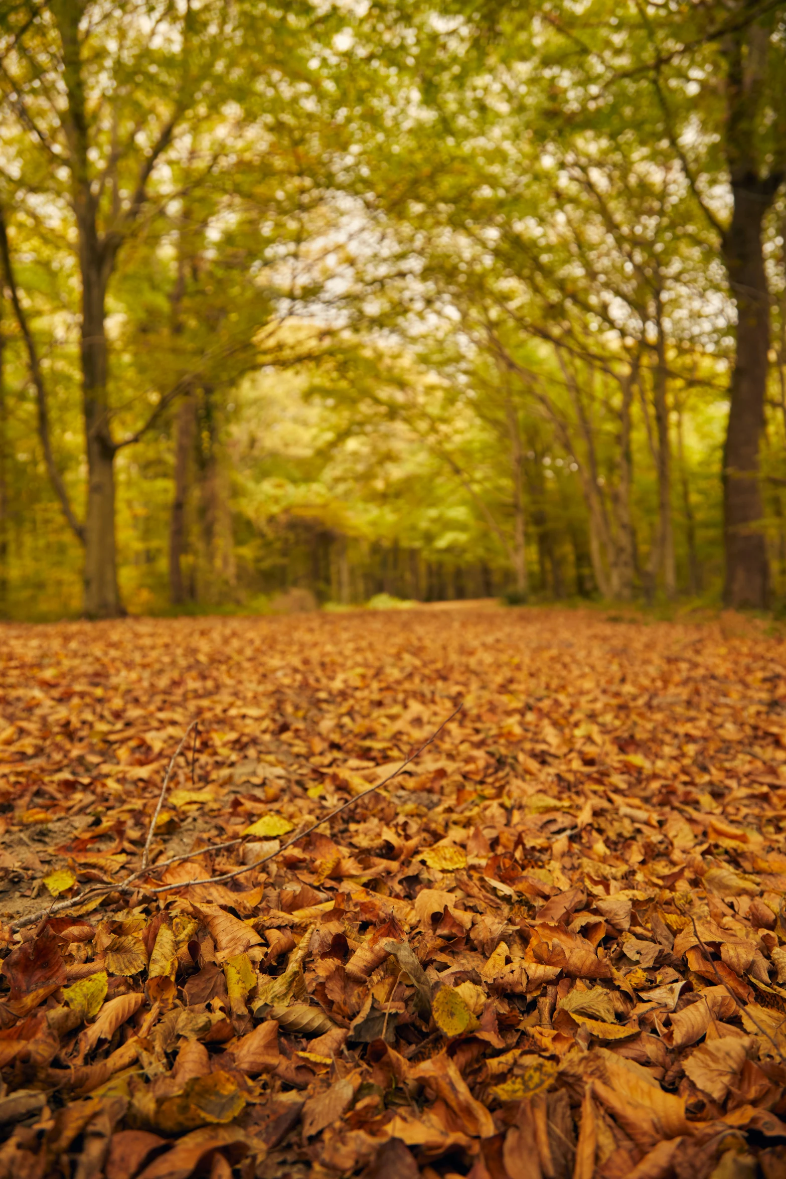 a leaf covered forest area with many trees