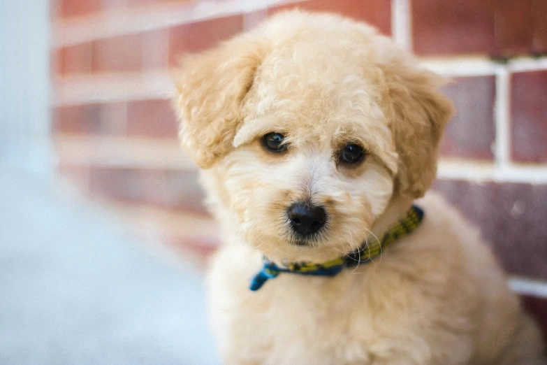 a small fluffy dog with a colorful collar on