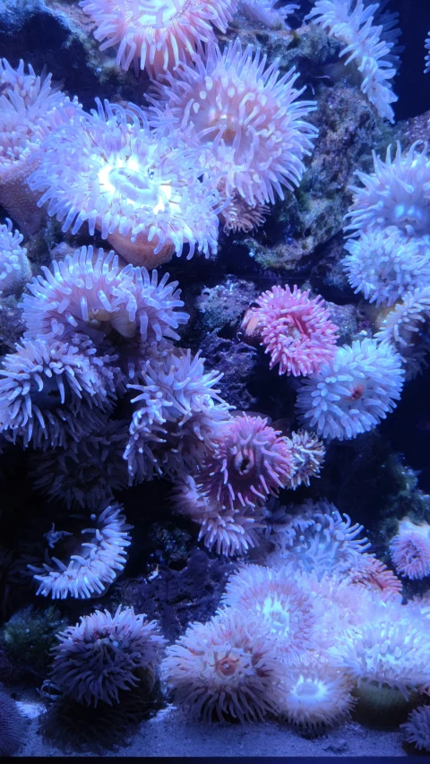 several corals are grouped together in an aquarium