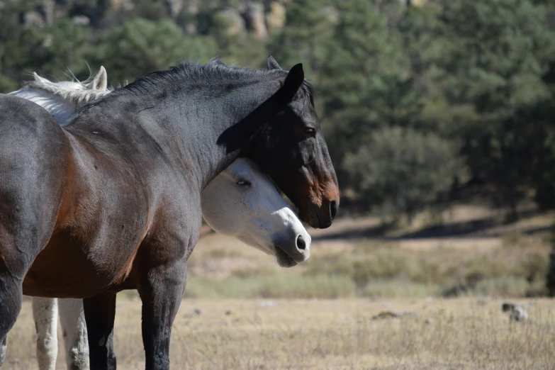 the two horses are facing each other in the field