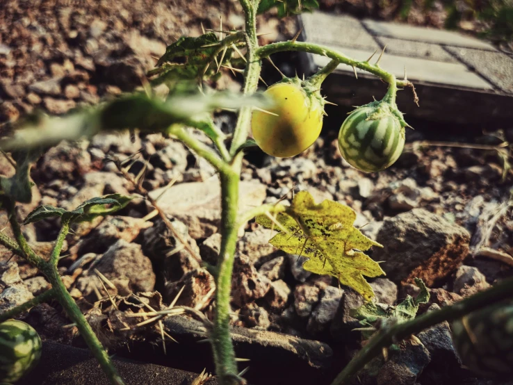 some tomato plants growing on the ground