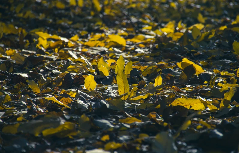 a field of leaves that are on the ground