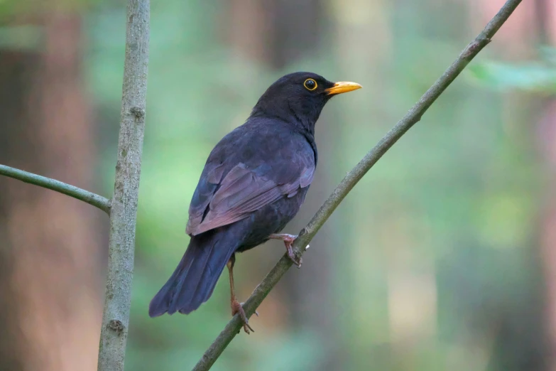 a black bird sitting on top of a nch