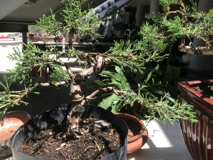 a small tree in a pot next to plants