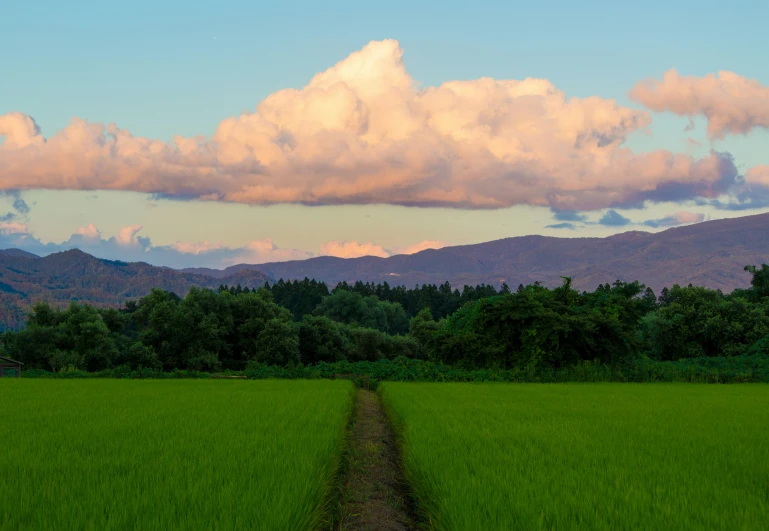 two tracks leading to the right on a lush green field