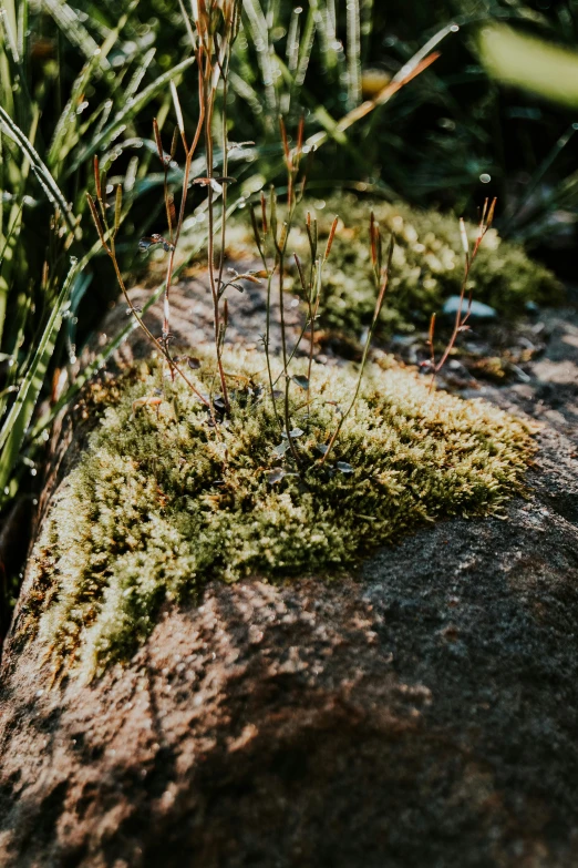 small plants are growing out of the moss on a rock