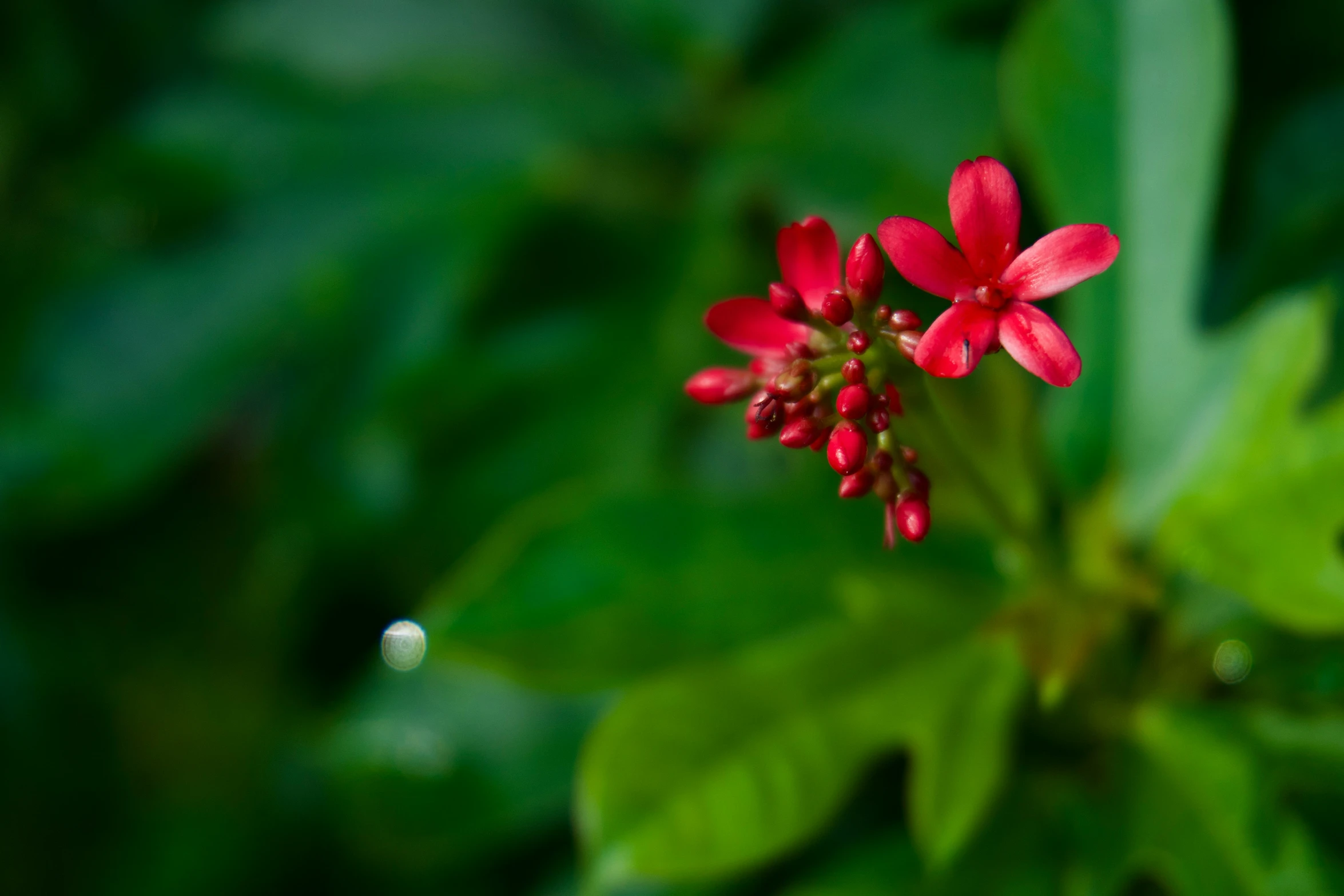 a red flower with lots of green leaves