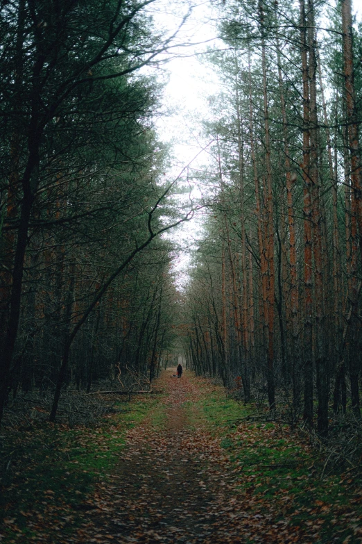 the path to the top is surrounded by trees