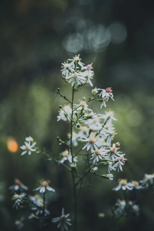 a close - up of a bunch of flowers