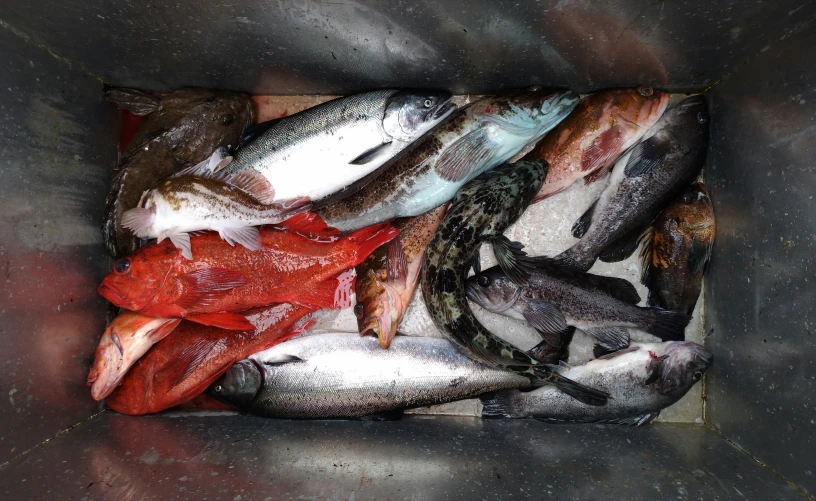 assorted fish are in a black basket on the counter