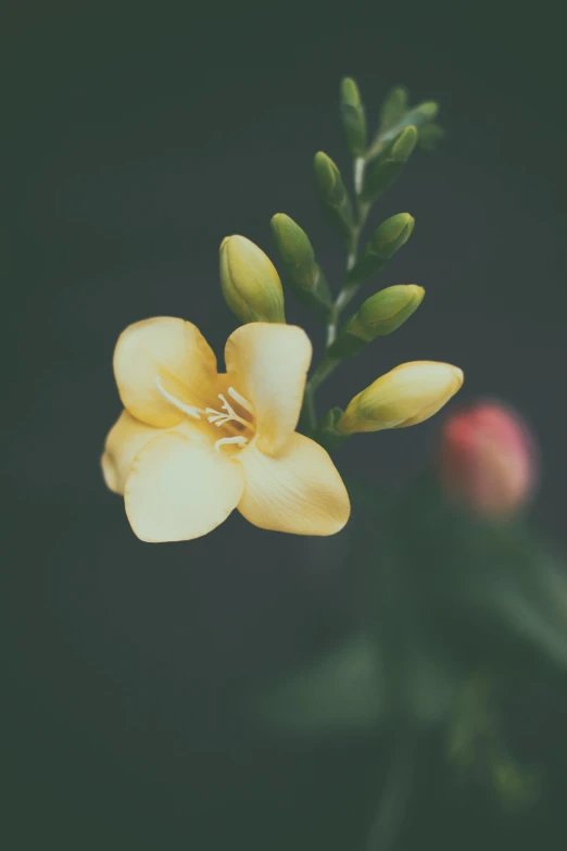 a yellow flower with green leaves on it