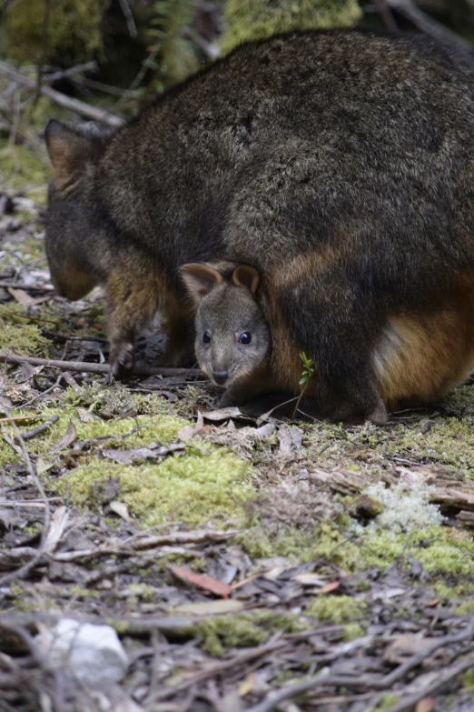 two small brown and white animals in a forest